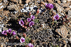 Gegenblättriger Steinbrech (Saxifraga oppositifolia) (F165951) Gegenblättriger Steinbrech (Saxifraga oppositifolia) (F165951)
