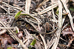 Pardosa monticola (Wolfspinne) (F165997) Pardosa monticola (Wolfspinne) (F165997)