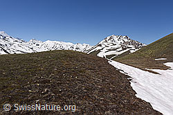 On the way to the Breithorn in habitat no. 6 (21.05.2020, F166012) On the way to the Breithorn in habitat no. 6 (21.05.2020, F166012)