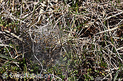 Gespinnst (21.05.2020, F166021)