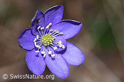 Foto: Leberblümchen (Hepatica nobilis)