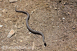 Aspisviper (Vipera aspis) (F166074) Aspisviper (Vipera aspis) (F166074)