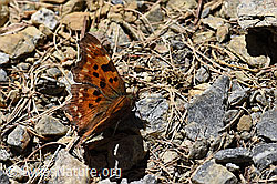 C-Falter (Polygonia c-album) (F166094) C-Falter (Polygonia c-album) (F166094)