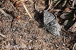 Kleinschmetterling (22.05.2020, F166141)