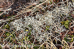 Milde Rentierflechte (Cladonia mitis) (F166143) Milde Rentierflechte (Cladonia mitis) (F166143)