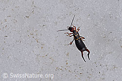 Photo: Zweipunkt-Ohrwurm (Anechura bipunctata)