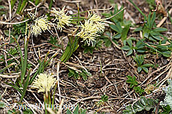 Frühlings-Segge (Carex caryophyllea) (F166174) Frühlings-Segge (Carex caryophyllea) (F166174)