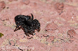 Sitticus pubescens, Weibchen (F166234) Sitticus pubescens, Weibchen (F166234)
