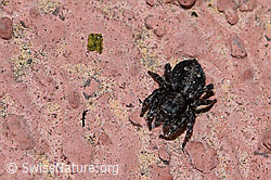 Sitticus pubescens, Weibchen (F166237) Sitticus pubescens, Weibchen (F166237)