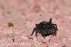 Sitticus pubescens, Weibchen (F166243) Sitticus pubescens, Weibchen (F166243)