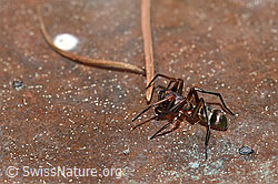 Micaria fulgens (Plattbauchspinne) (F166260) Micaria fulgens (Plattbauchspinne) (F166260)
