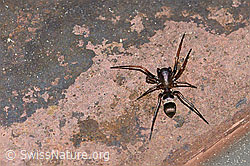 Micaria fulgens (Plattbauchspinne) (F166262) Micaria fulgens (Plattbauchspinne) (F166262)