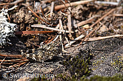 Oedipoda caerulescens (F166277)