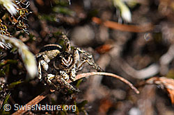 V-Fleck-Springspinne, Männchen (Aelurillus v-insignitus) (F166288)