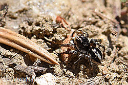 V-Fleck-Springspinne (Aelurillus v-insignitus) (F166293)