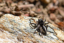 V-Fleck-Springspinne (Aelurillus v-insignitus), Männchen (F166296)