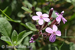 Rotes Seifenkraut (Saponaria ocymoides) (F166306) Rotes Seifenkraut (Saponaria ocymoides) (F166306)