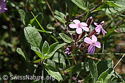 Rotes Seifenkraut (Saponaria ocymoides) (F166307) Rotes Seifenkraut (Saponaria ocymoides) (F166307)