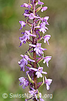 Langspornige Handwurz (Gymnadenia conopsea) (24.05.2020, F166308)