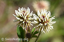 Berg-Klee (Trifolium montanum) (24.05.2020, F166311)