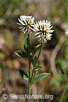 Berg-Klee (Trifolium montanum) (24.05.2020, F166312)
