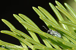 Weissdorn-Blattrüssler (Phyllobius betulinus) (F166323) Weissdorn-Blattrüssler (Phyllobius betulinus) (F166323)