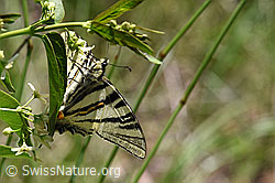 Segelfalter (Iphiclides podalirius) auf Schwalbenwurz (Vincetoxicum hirundinaria) (F166346) Segelfalter (Iphiclides podalirius) auf Schwalbenwurz (Vincetoxicum hirundinaria) (F166346)