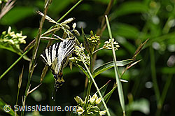 Foto: Segelfalter (Iphiclides podalirius) auf Schwalbenwurz (Vincetoxicum hirundinaria)