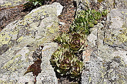 Echte Hauswurz (Sempervivum tectorum) (24.05.2020, F166351)