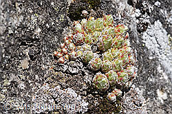 Spinnweb-Hauswurz (Sempervivum arachnoideum) (F166355)