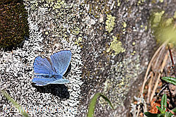 Polyommatus icarus on lichen (F166363) Polyommatus icarus on lichen (F166363)