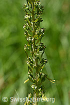 Grosses Zweiblatt (Listera ovata) (24.05.2020, F166384)