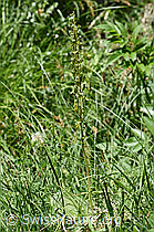 Listera ovata (F166388)