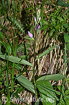 Rotes Waldvögelein (Cephalanthera rubra) (24.05.2020, F166390)