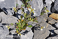 Alpen-Gänsekresse (Arabis alpina) (F166637)