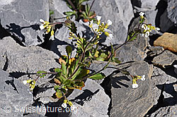 Alpen-Gänsekresse (Arabis alpina) (F166638)