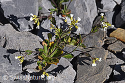 Alpen-Gänsekresse (Arabis alpina) (F166639)