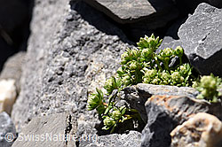Schweizer Labkraut (Galium megalospermum) (F166650) Schweizer Labkraut (Galium megalospermum) (F166650)