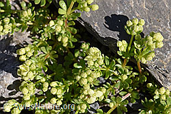 Schweizer Labkraut (Galium megalospermum) (F166652) Schweizer Labkraut (Galium megalospermum) (F166652)