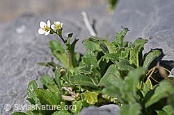 Alpen-Gänsekresse (Arabis alpina) (F166688)