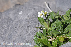 Alpen-Gänsekresse (Arabis alpina) (F166690)