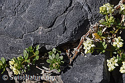 Schweizer Labkraut (Galium megalospermum) (F166714) Schweizer Labkraut (Galium megalospermum) (F166714)