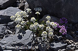 Alpen-Gämskresse (Pritzelago alpina) (F166733)