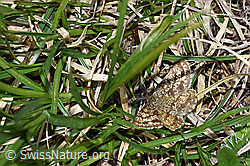 Foto: Heidespanner (Ematurga atomaria)