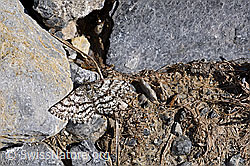Foto: Heidespanner (Ematurga atomaria)