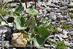 F166768: Alpen-Pestwurz (Petasites paradoxus)