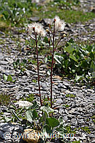 Petasites paradoxus (F166770)