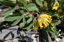 Alpen-Wundklee (Anthyllis vulneraria ssp. alpestris) (F166774) Alpen-Wundklee (Anthyllis vulneraria ssp. alpestris) (F166774)