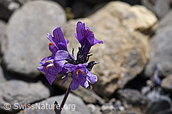 Alpen-Leinkraut (Linaria alpina) (05.2020, F166787)