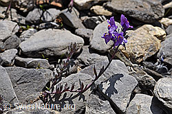 Alpen-Leinkraut (Linaria alpina) (05.2020, F166788)
